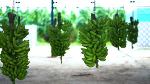 Bananeraie Yellitaare – Yellitaare